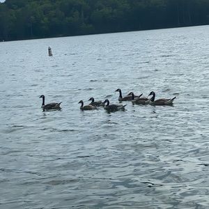 Meet your Posher, Caitlyn